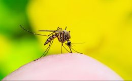 İstanbul’da sivrisinek tehlikesi!