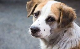 114 yıldır öldürülüyorlar çözüm bu değil