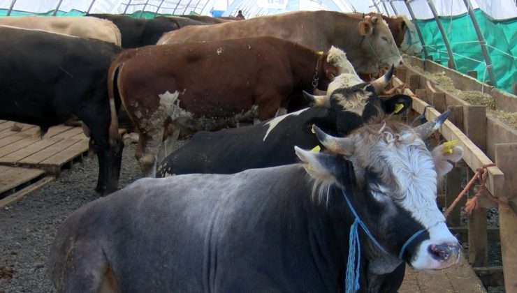 Kurbanlık hayvan fiyatları belli oldu