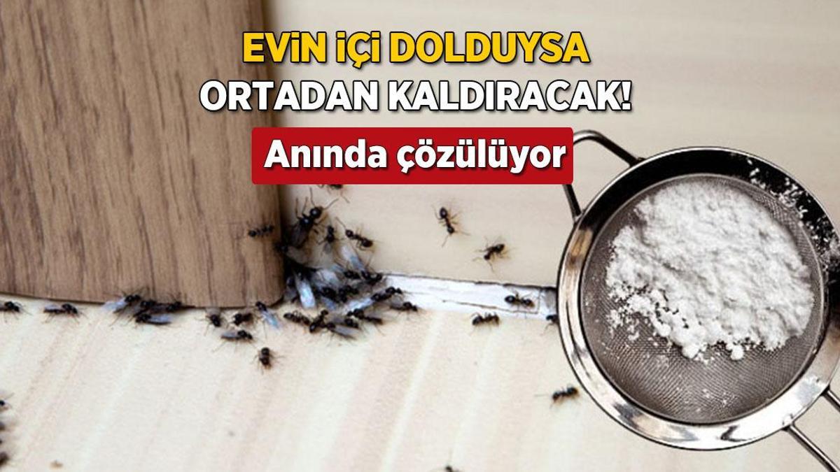 Kanatlı karınca gördüğünüz yere serpin! İstilayı bitiyor, pudra şekeriyle karıştırın