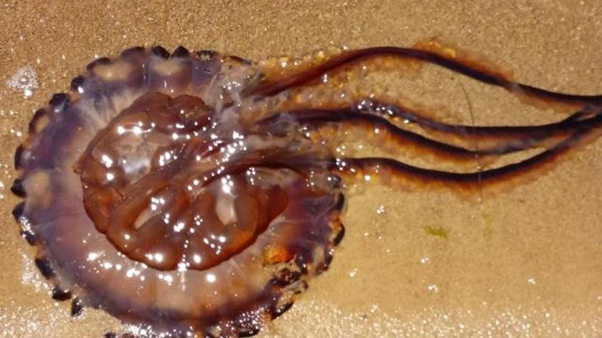 Atlantik’ten Marmara’ya geldi! Denizde alarm